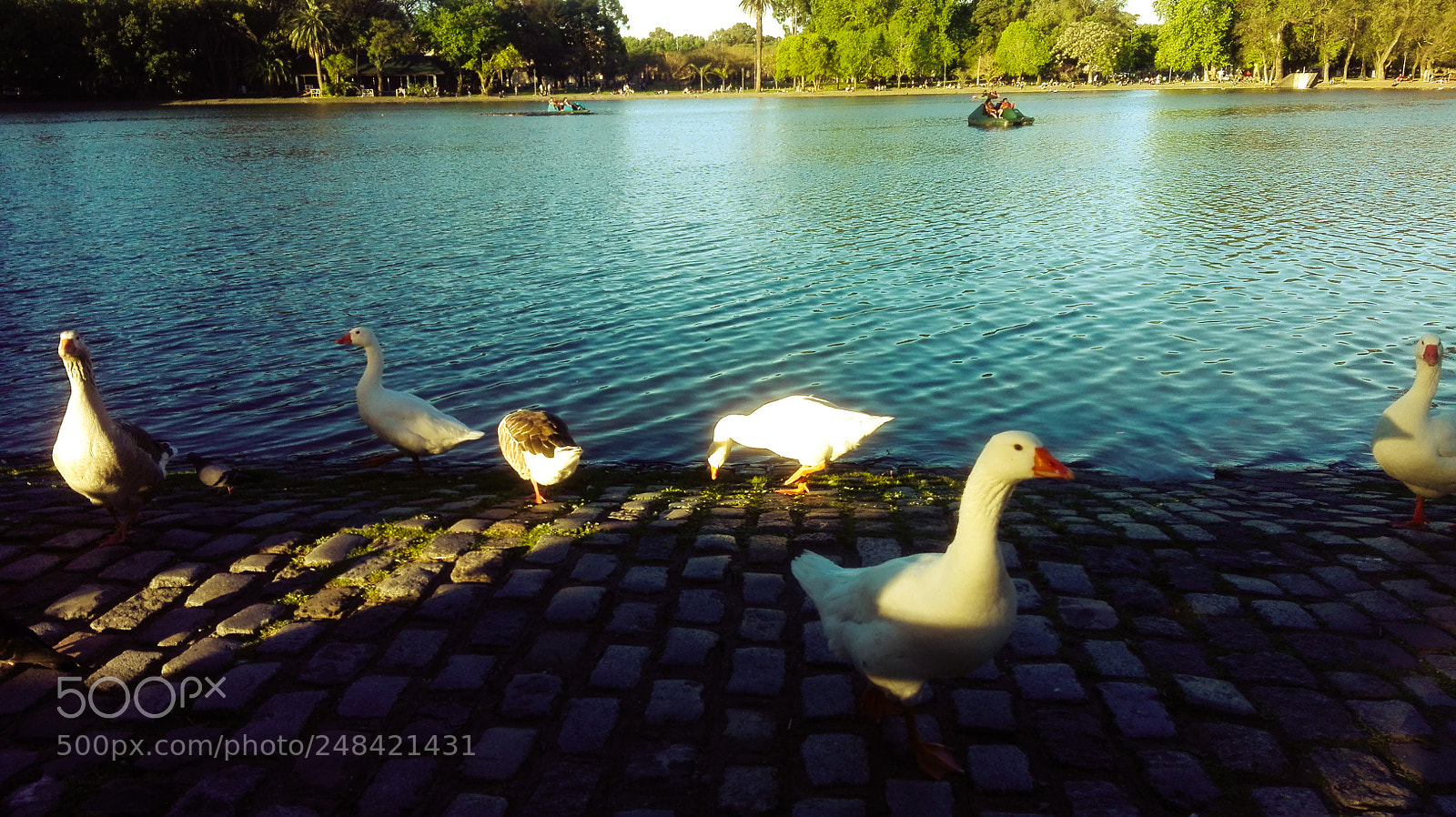 HUAWEI Y6II sample photo. Opportunists photography