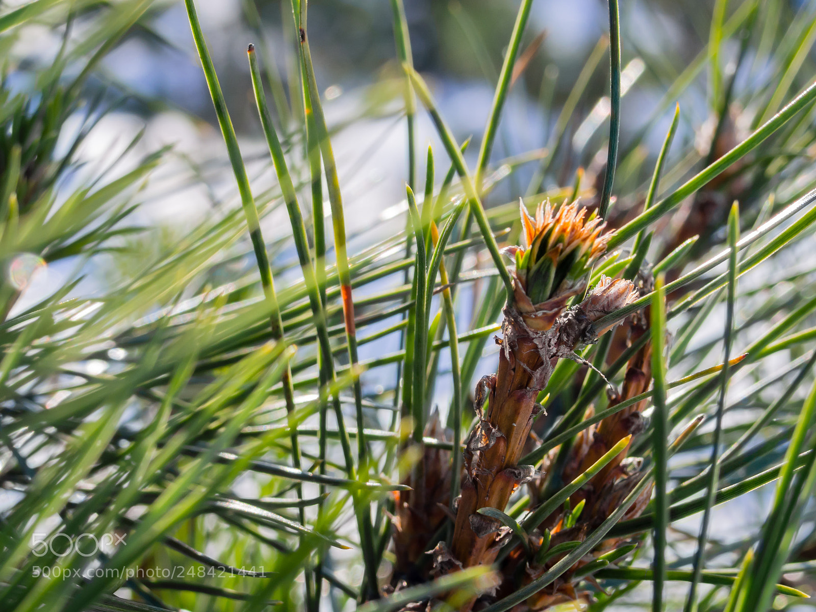 Olympus PEN E-PL5 sample photo. Looks like a cactus photography