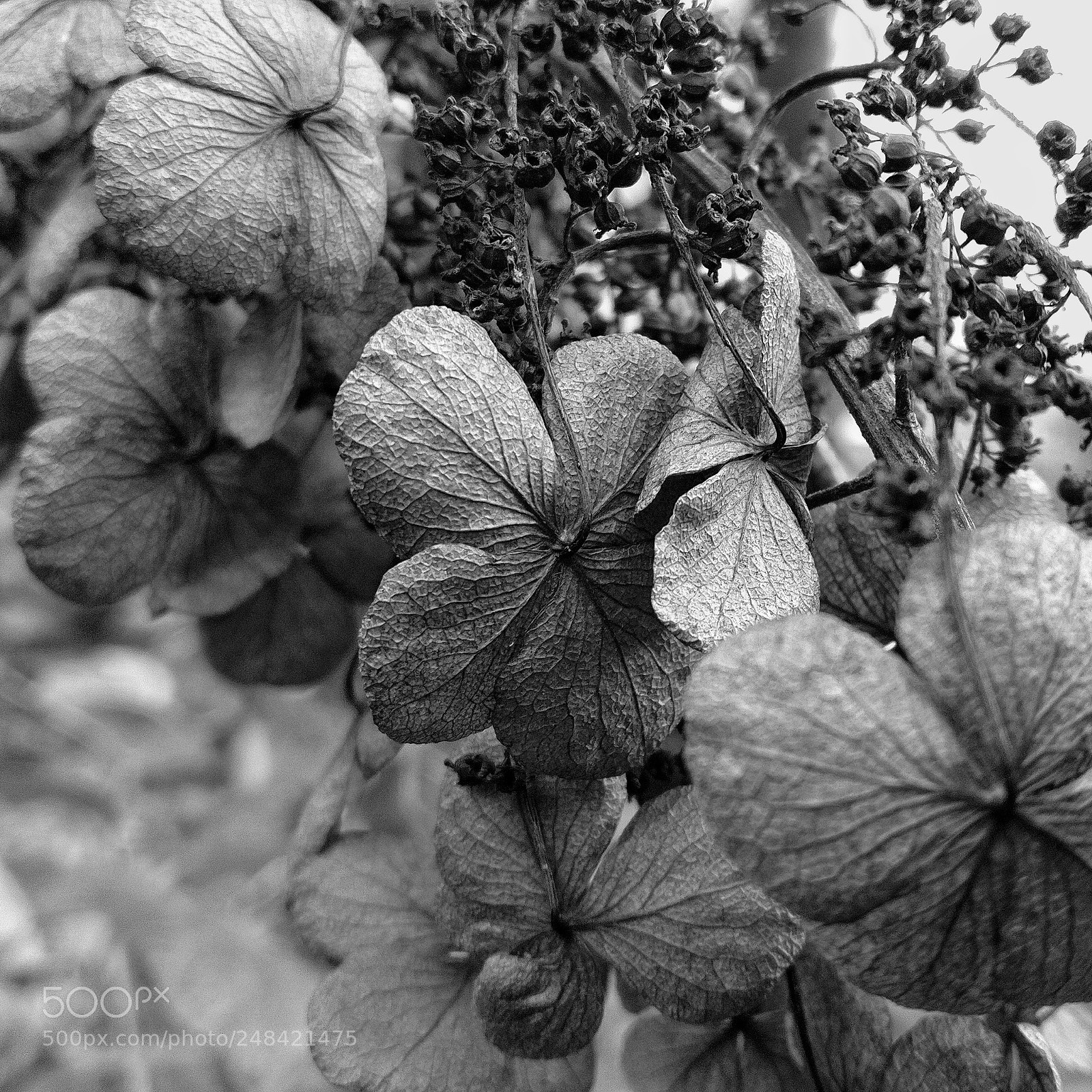 OnePlus A3000 sample photo. Dry blossoms photography