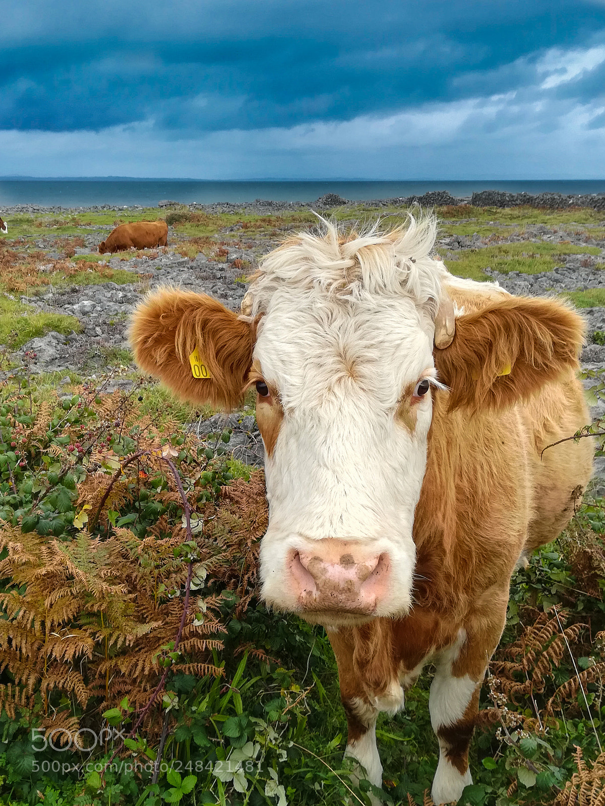 HUAWEI P10 lite sample photo. Irish cow. photography