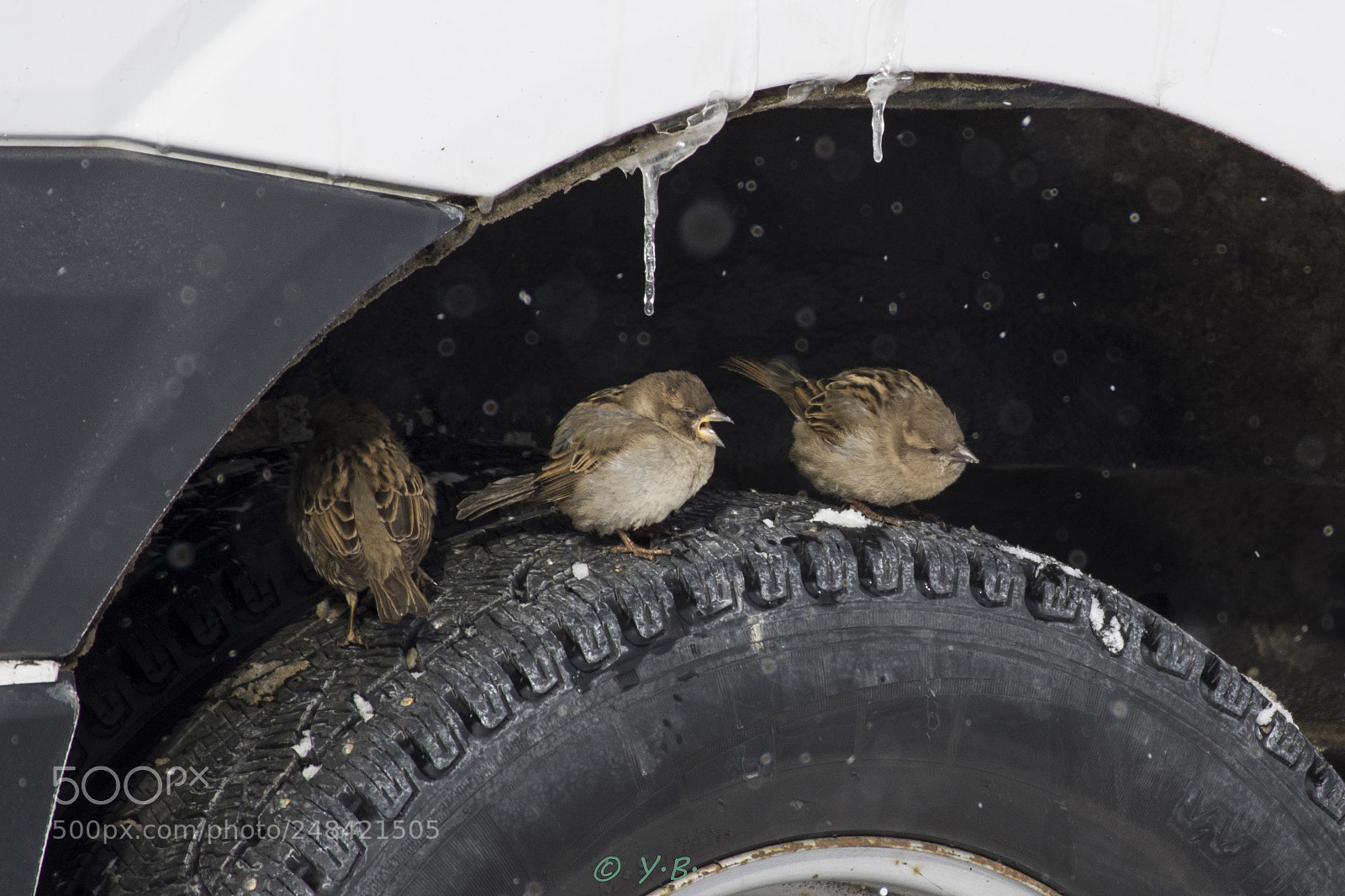 Pentax K-70 sample photo. Three sparrows photography