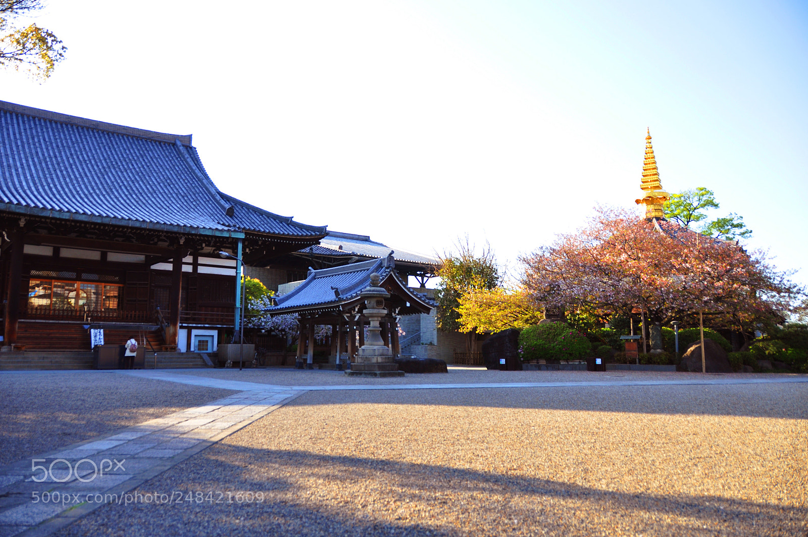 Nikon D5000 sample photo. Golden garden photography