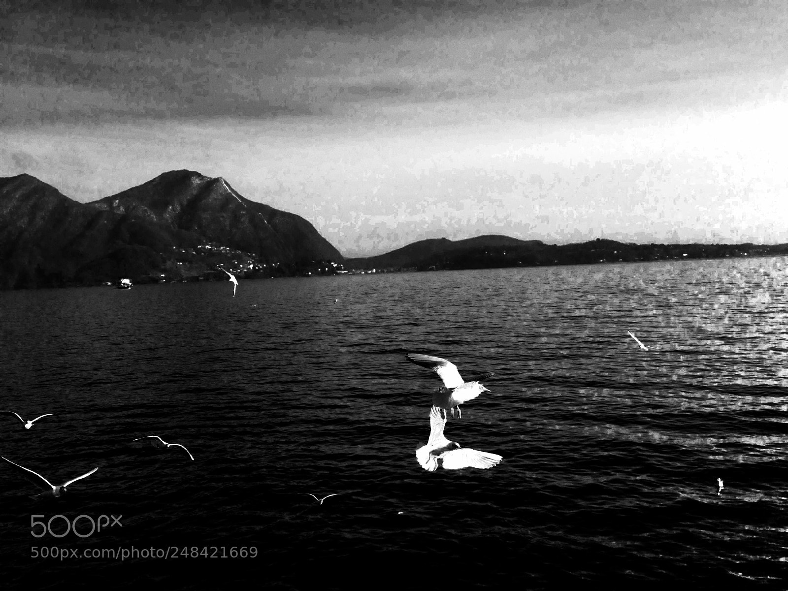 Apple iPhone 5 sample photo. Seagulls on the lake photography