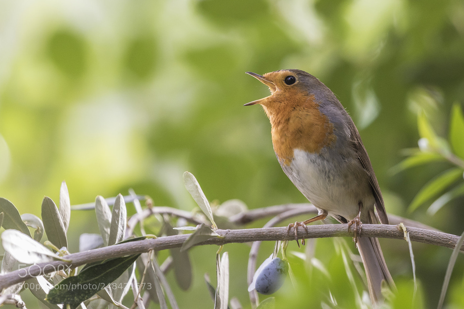 Canon EOS 7D Mark II sample photo. Singing loudly photography