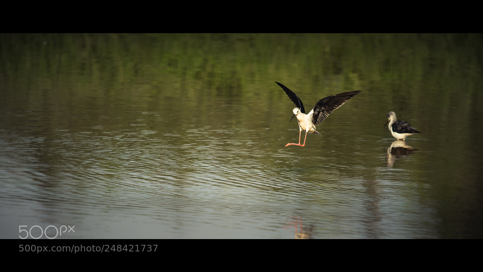 Sony a7 II sample photo. Landing photography