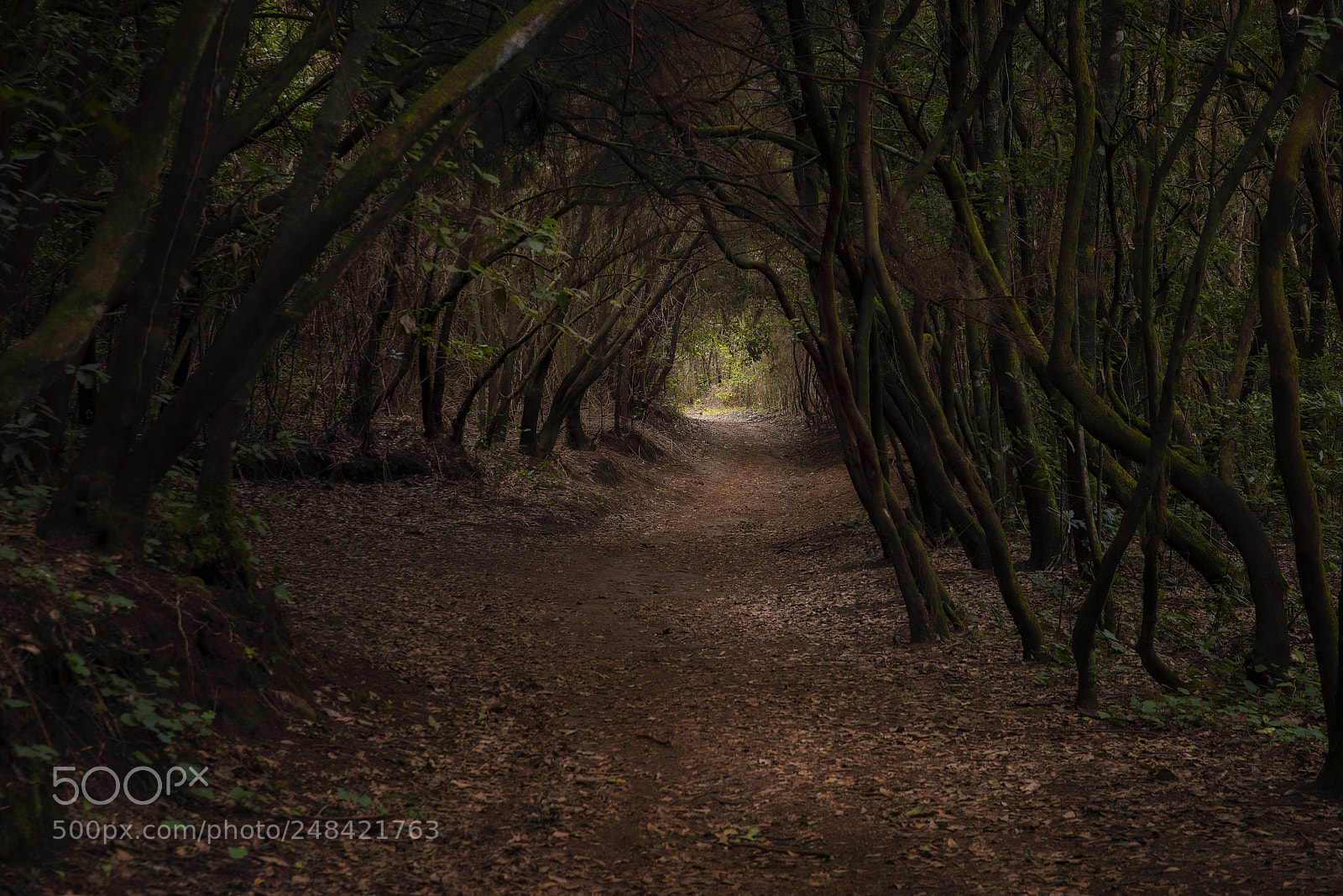 Nikon D800 sample photo. The light that guides photography
