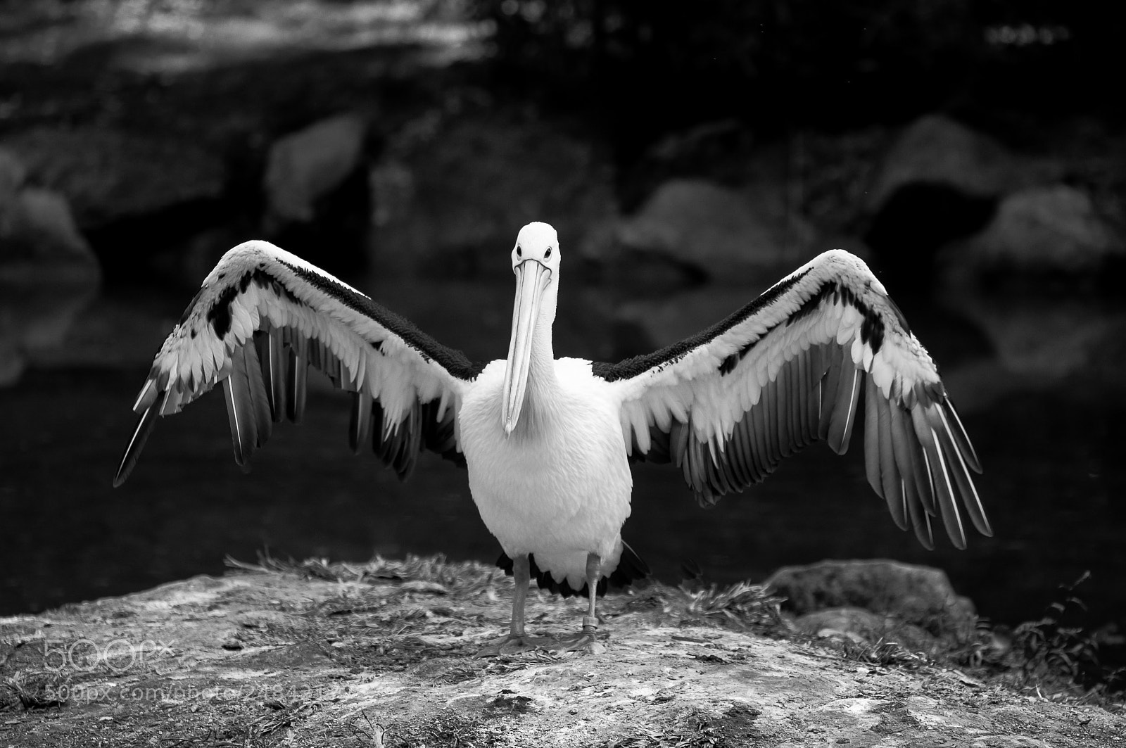 Nikon D300S sample photo. Pelican 1 photography