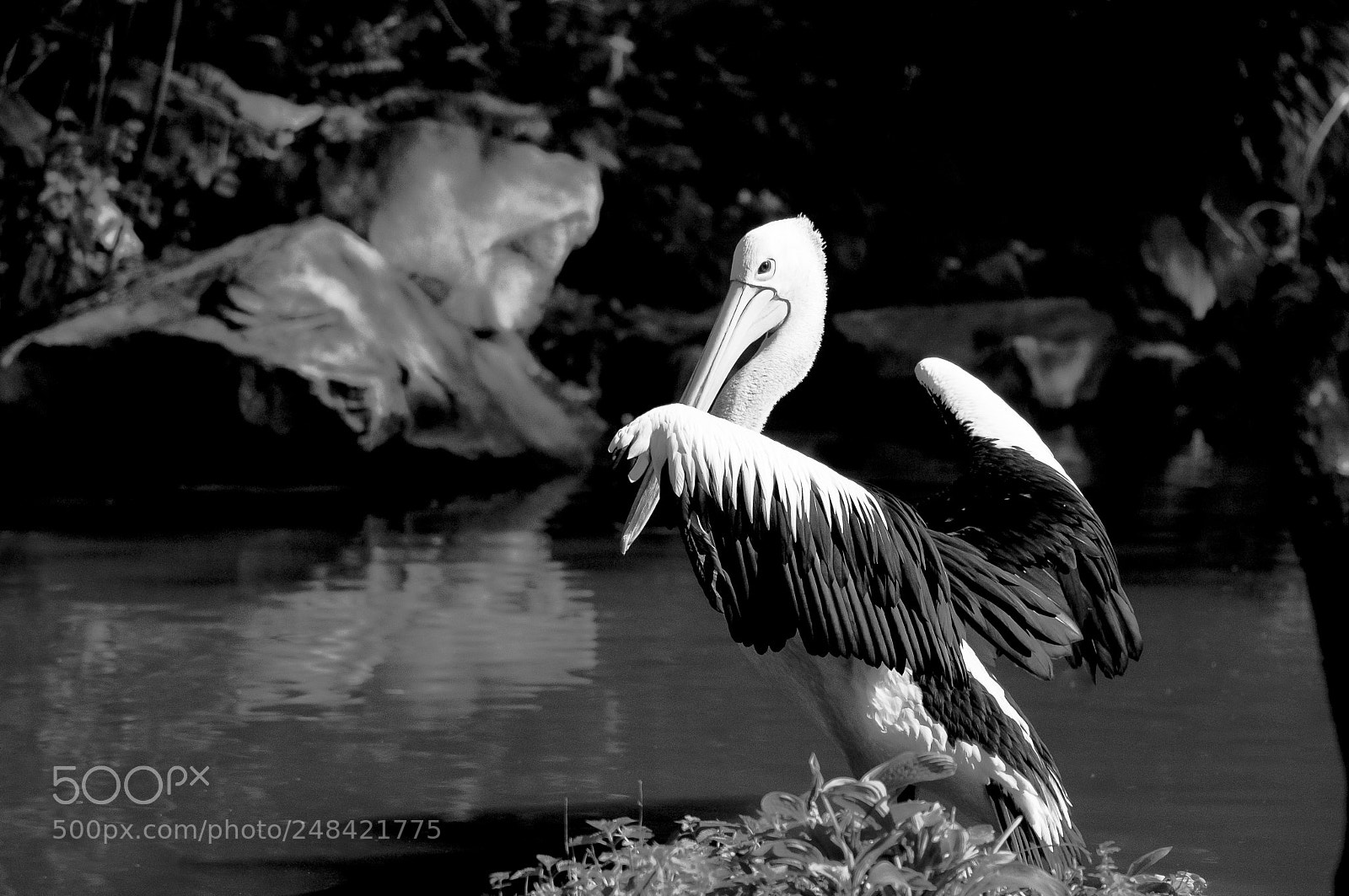 Nikon D300S sample photo. Pelican 2 photography