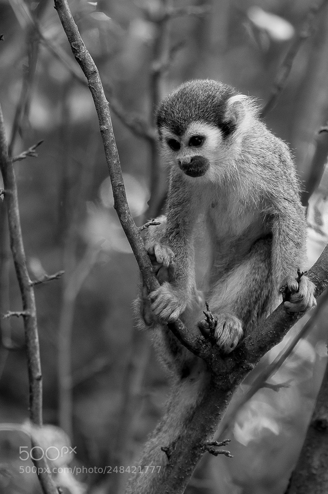 Nikon D300S sample photo. Monkey photography