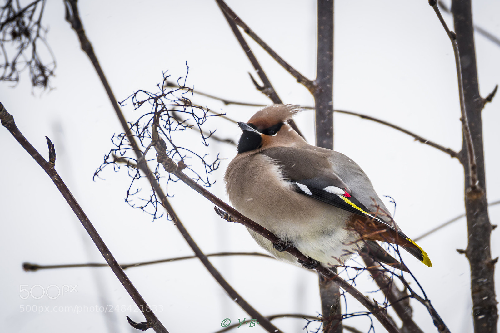 Pentax K-70 sample photo. Waxwing photography