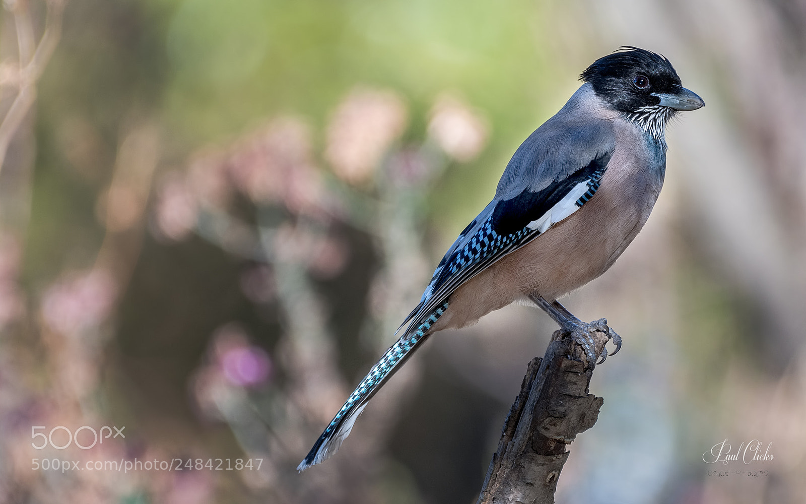 Nikon D500 sample photo. Black headed jay photography