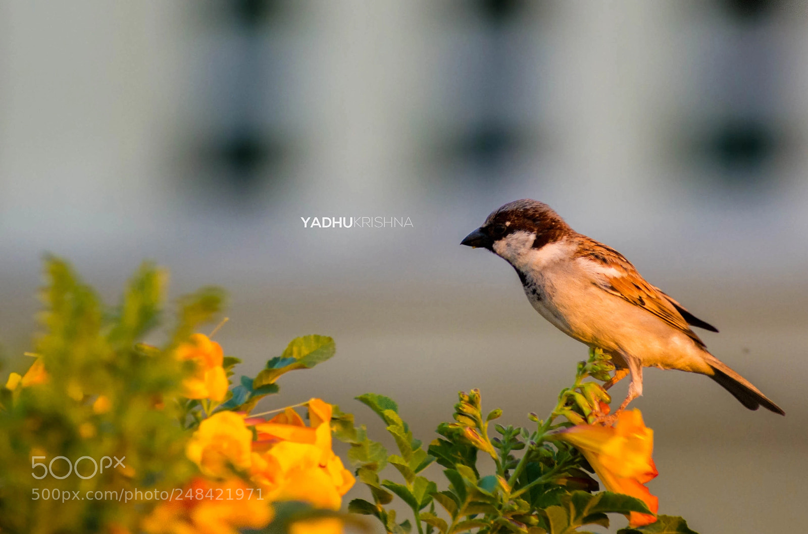Nikon D5200 sample photo. Sunshine sparrow ! photography