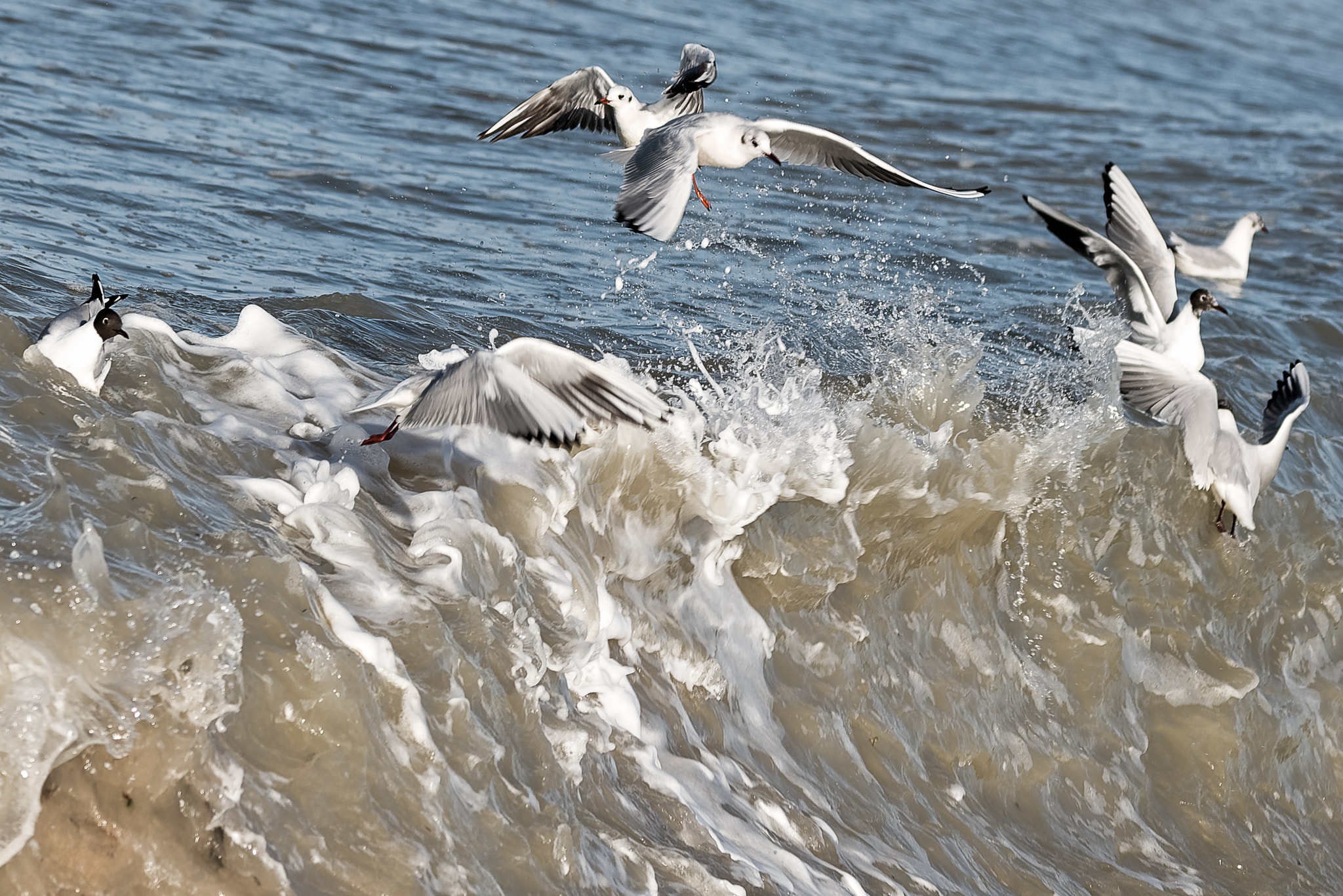 Nikon D800 + Sigma 150-600mm F5-6.3 DG OS HSM | C sample photo. La vague  - the wave photography