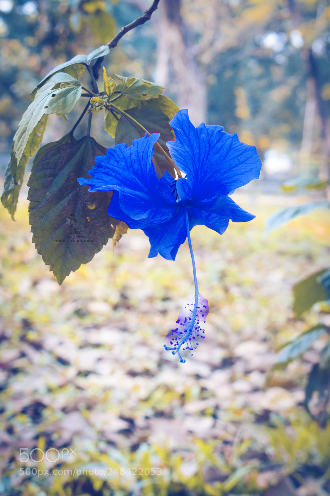Nikon D5300 sample photo. Processed with vsco with photography