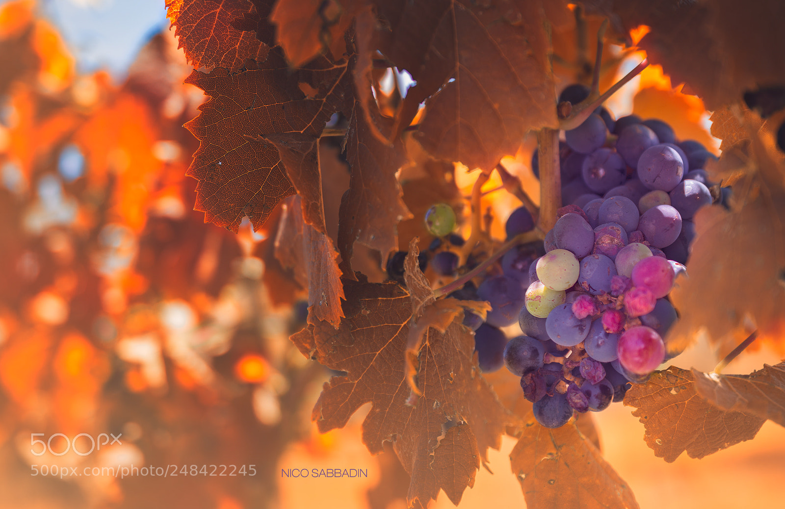Nikon D7200 sample photo. - v i n o - photography