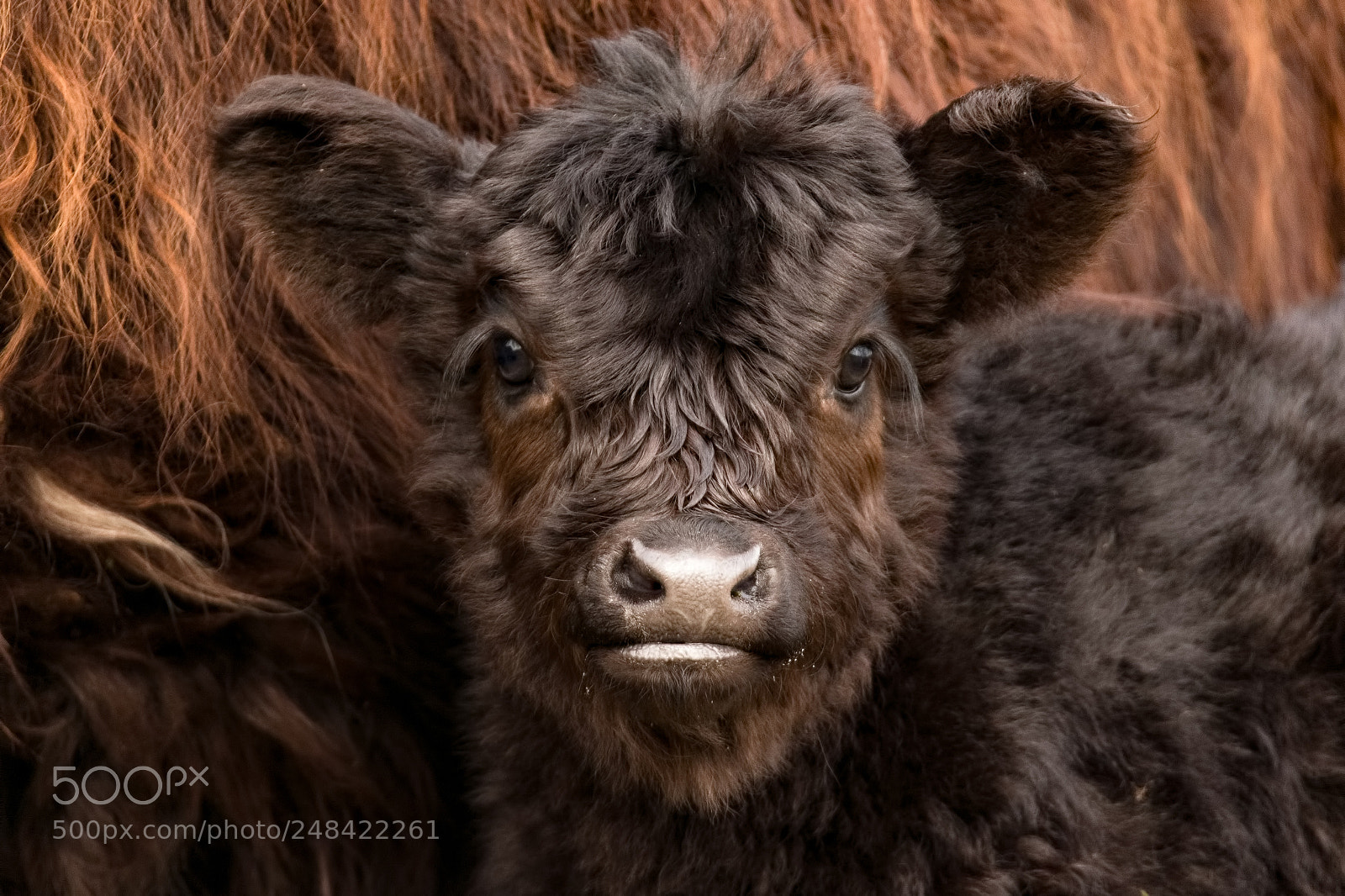 Canon EOS 7D Mark II sample photo. Cutie galloway calf at photography