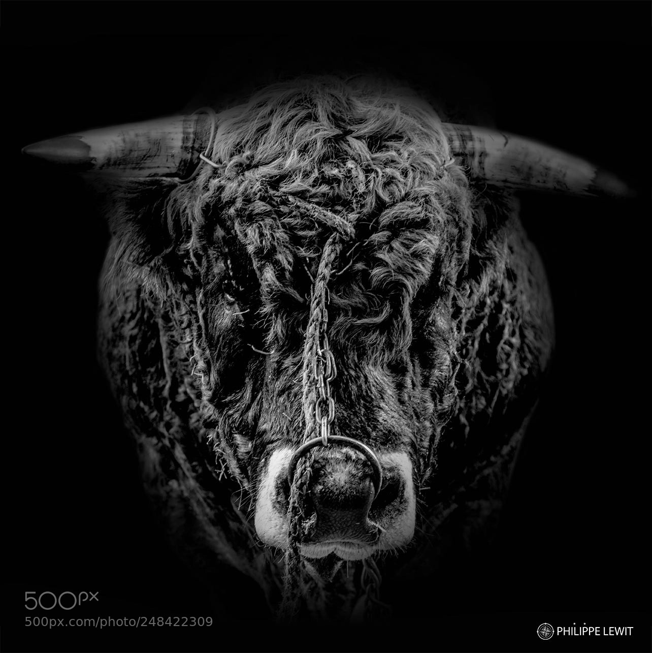 Nikon D800 sample photo. Fighting the eye's bull photography