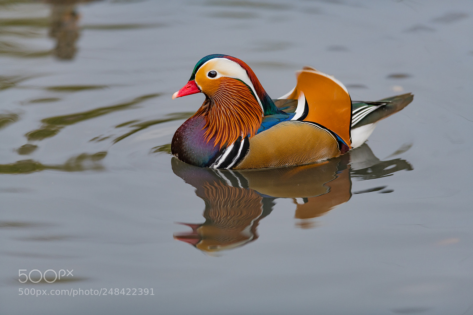 Nikon D850 sample photo. Mandarin duck, london wetland photography