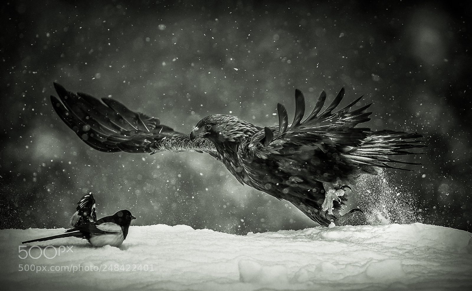 Nikon D5 sample photo. Golden eagle,b&w photography
