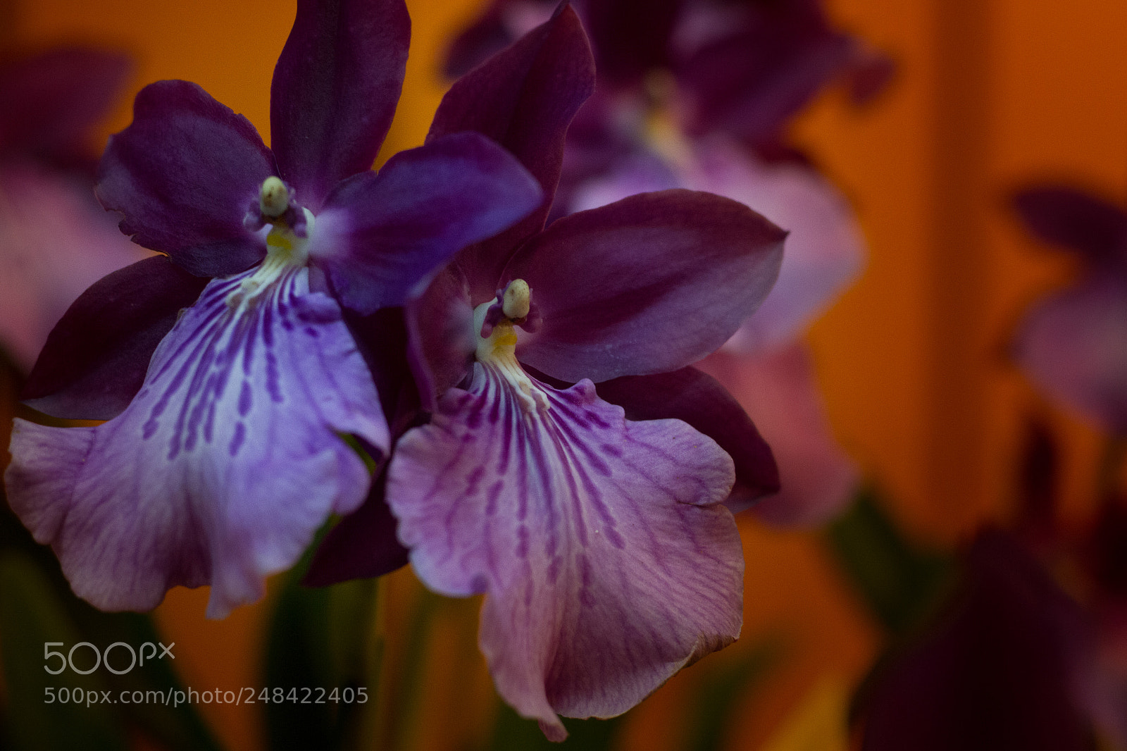 Canon EOS 7D sample photo. Orquide photography