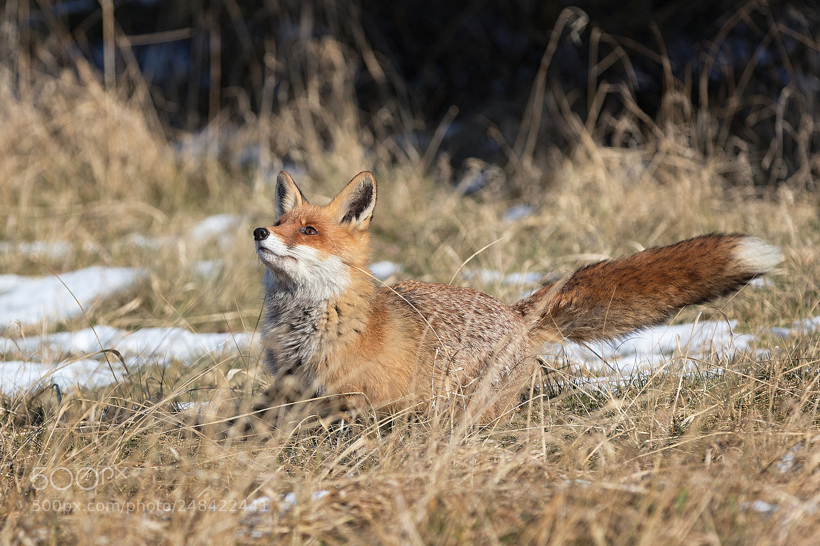 Canon EOS 5DS R sample photo. Fox photography