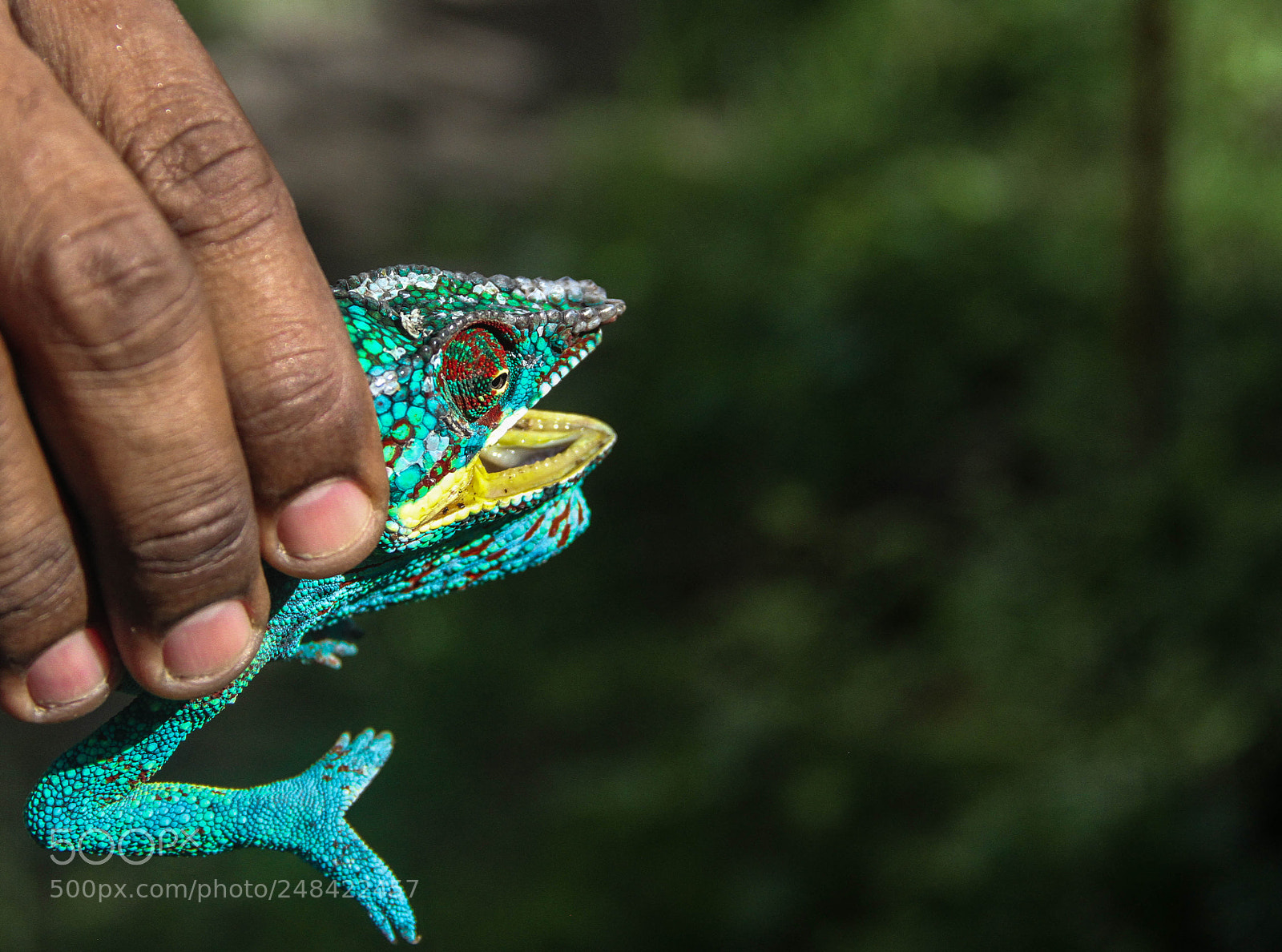 Canon EOS 7D sample photo. Cameleon photography