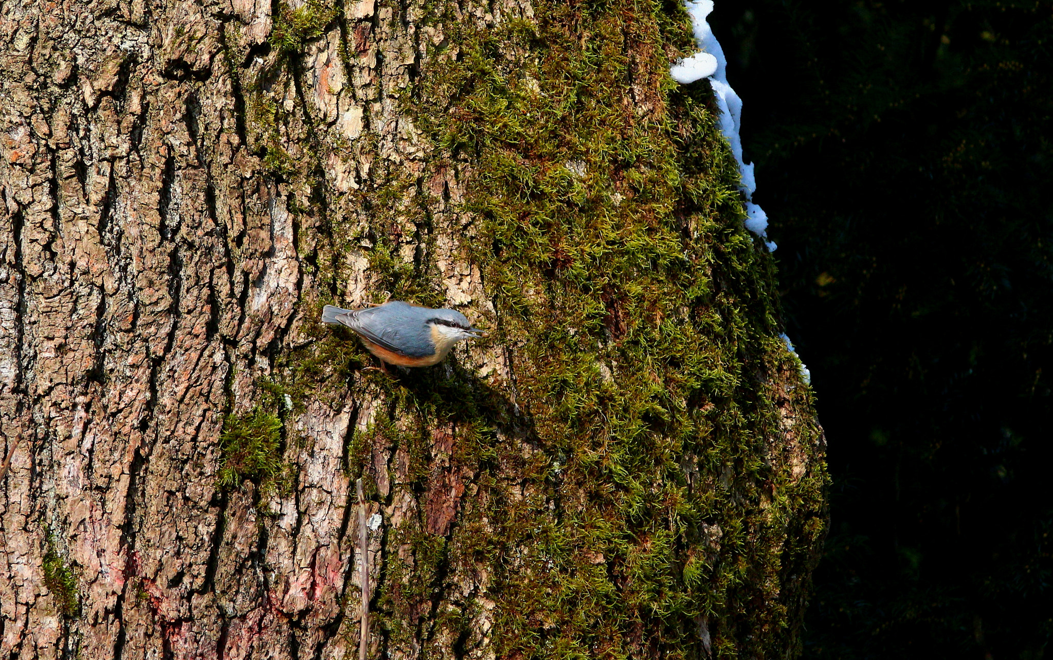 Canon EF 28-135mm F3.5-5.6 IS USM sample photo. Bird photography