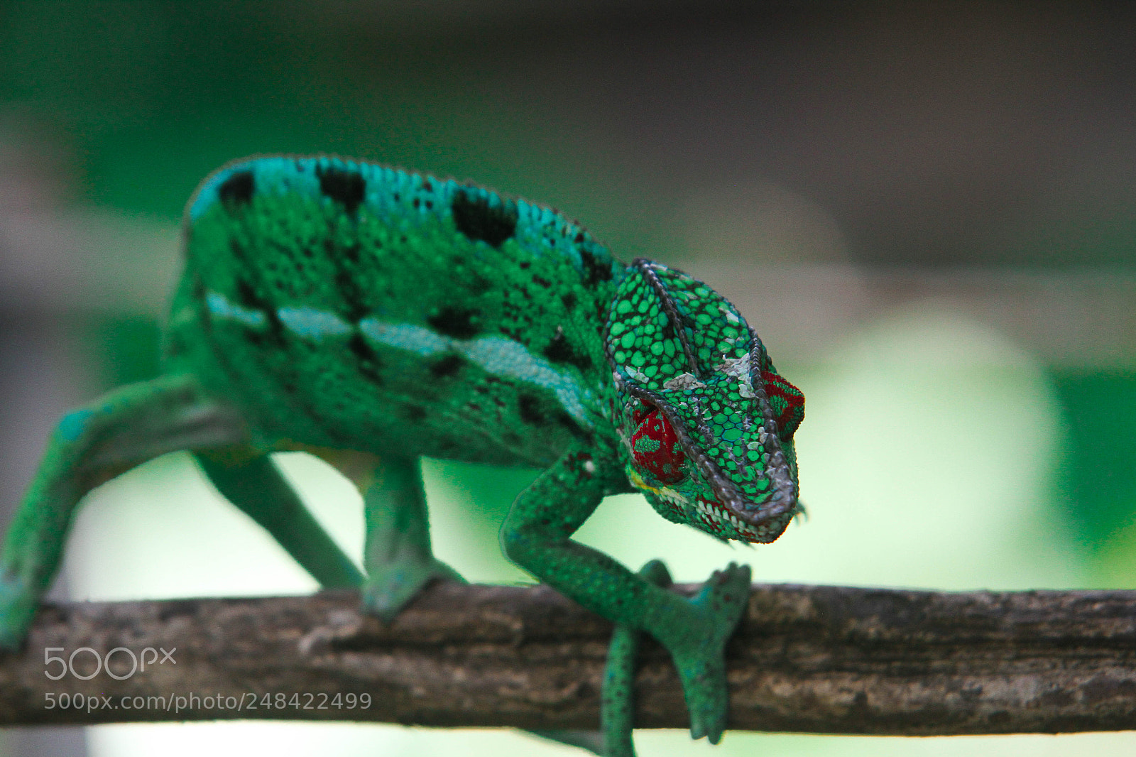 Canon EOS 7D sample photo. Cameleon photography