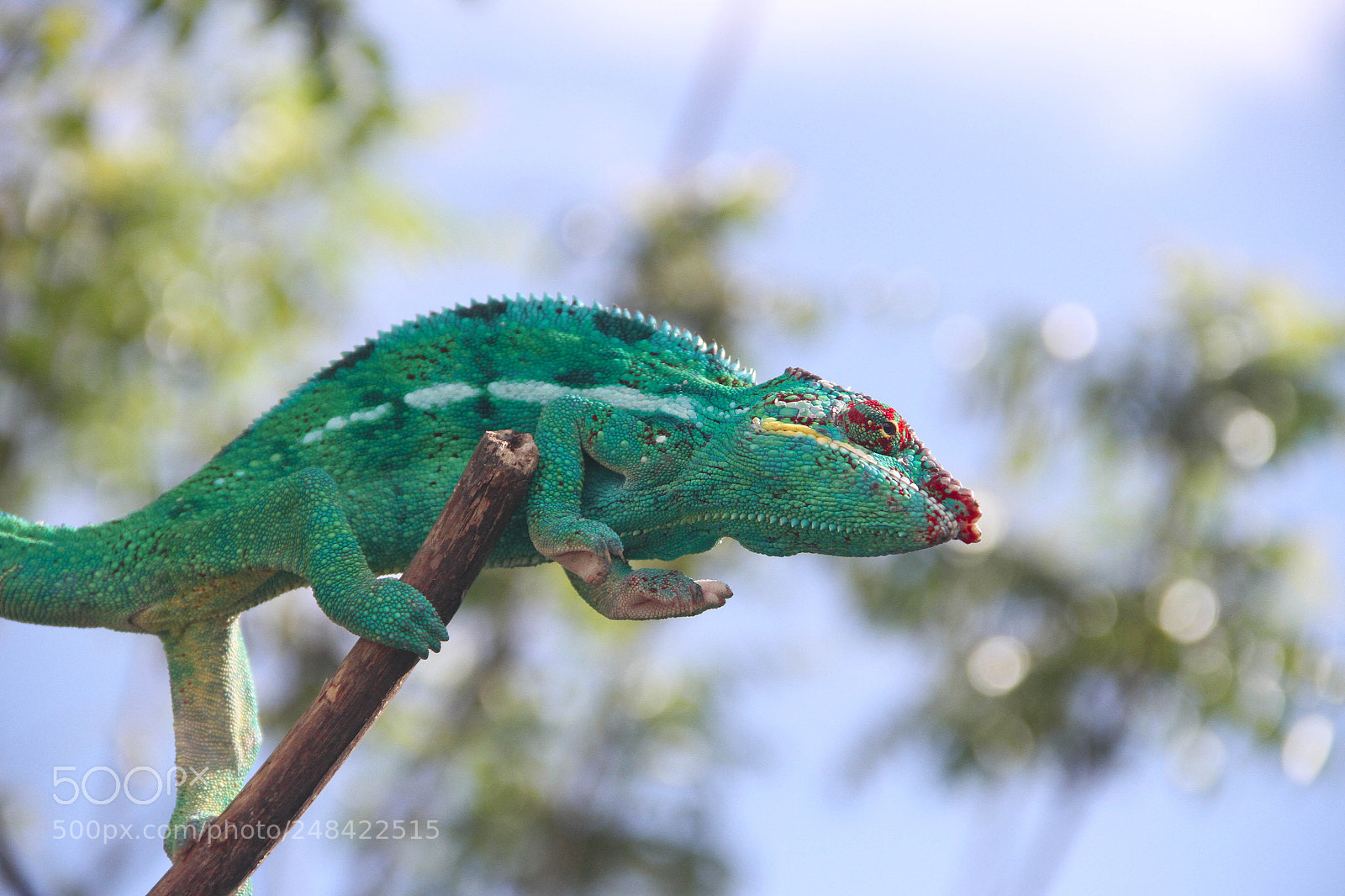 Canon EOS 7D sample photo. Cameleon photography