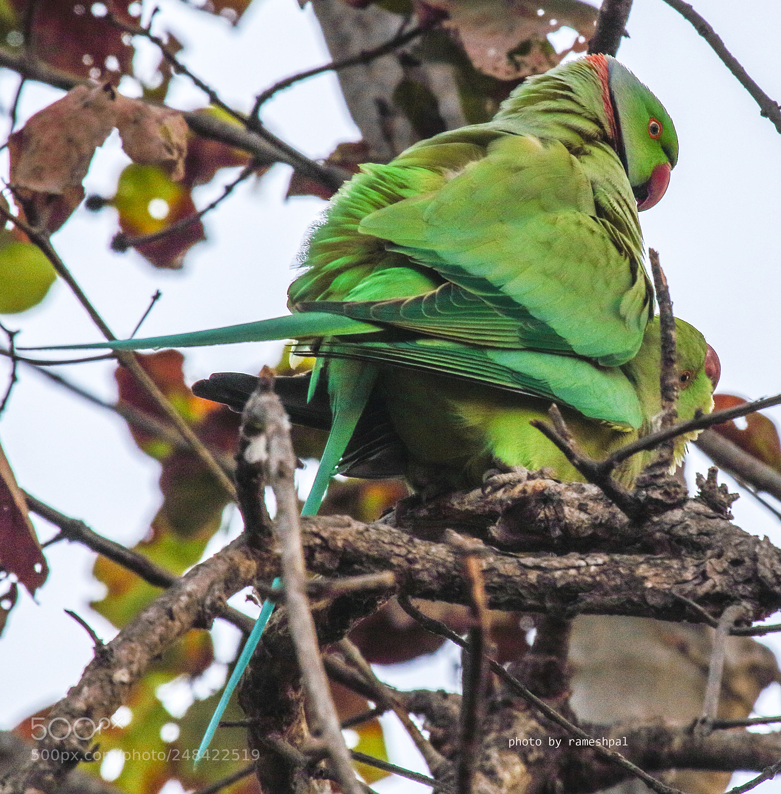 Canon EOS 760D (EOS Rebel T6s / EOS 8000D) sample photo. Mating parrots photography