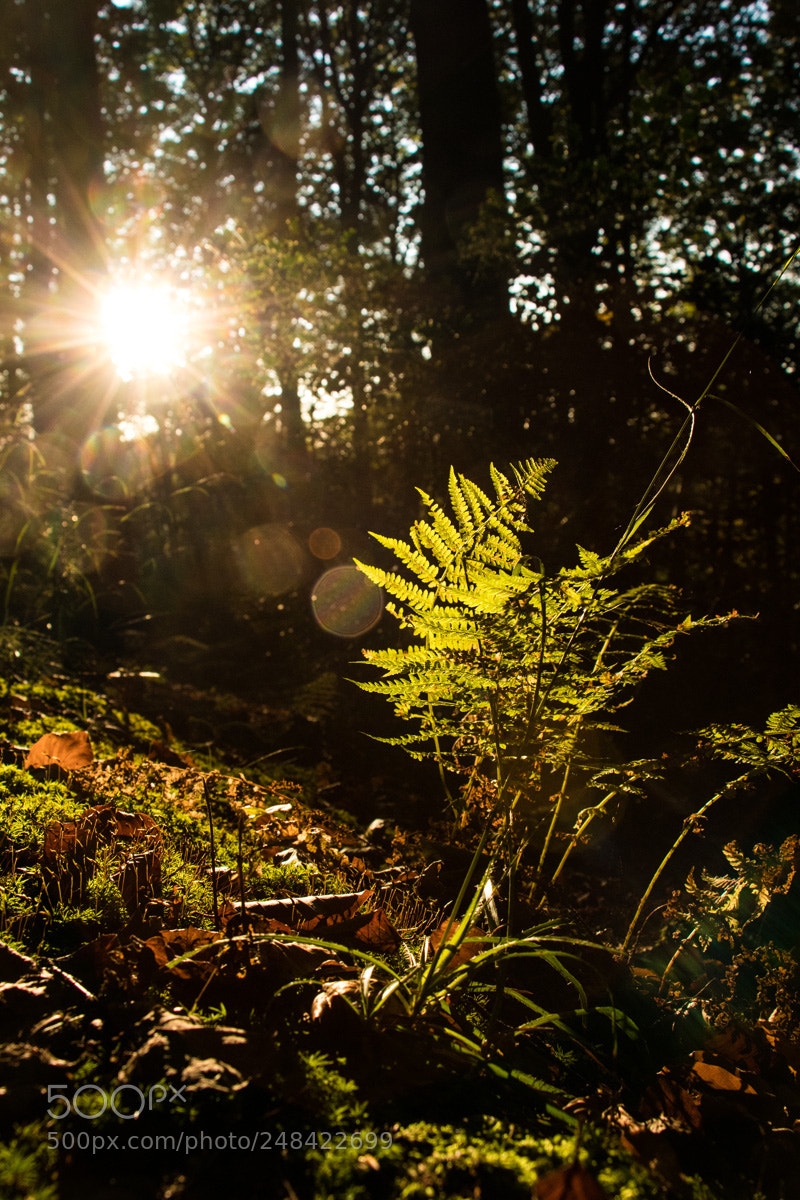Canon EOS 80D sample photo. A fern in light photography
