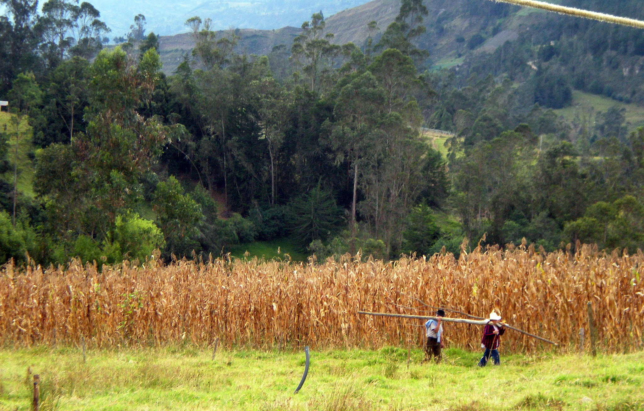 Nikon Coolpix S210 sample photo. Campo colombiano photography