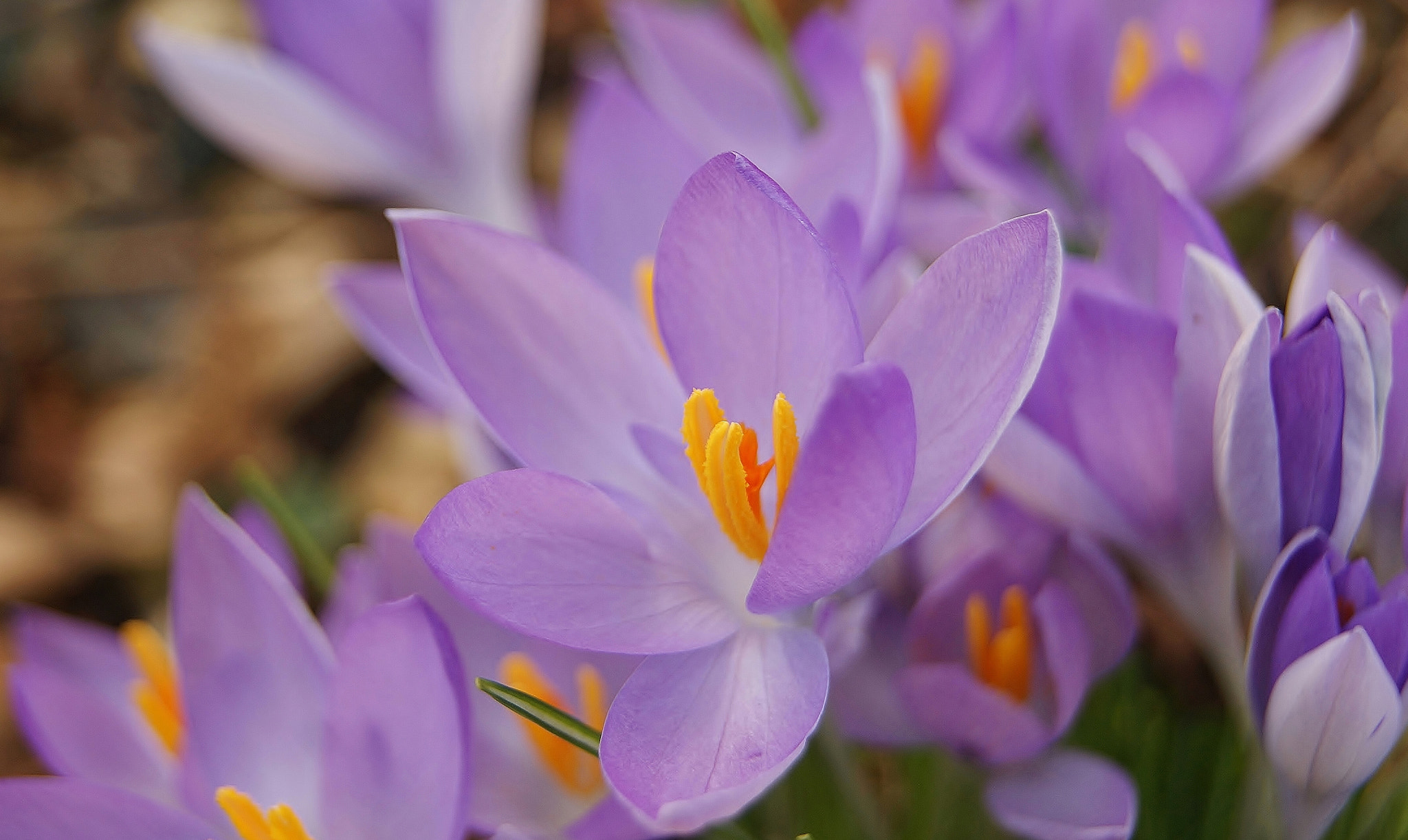 Sony Alpha DSLR-A380 sample photo. Spring is on the way ... photography