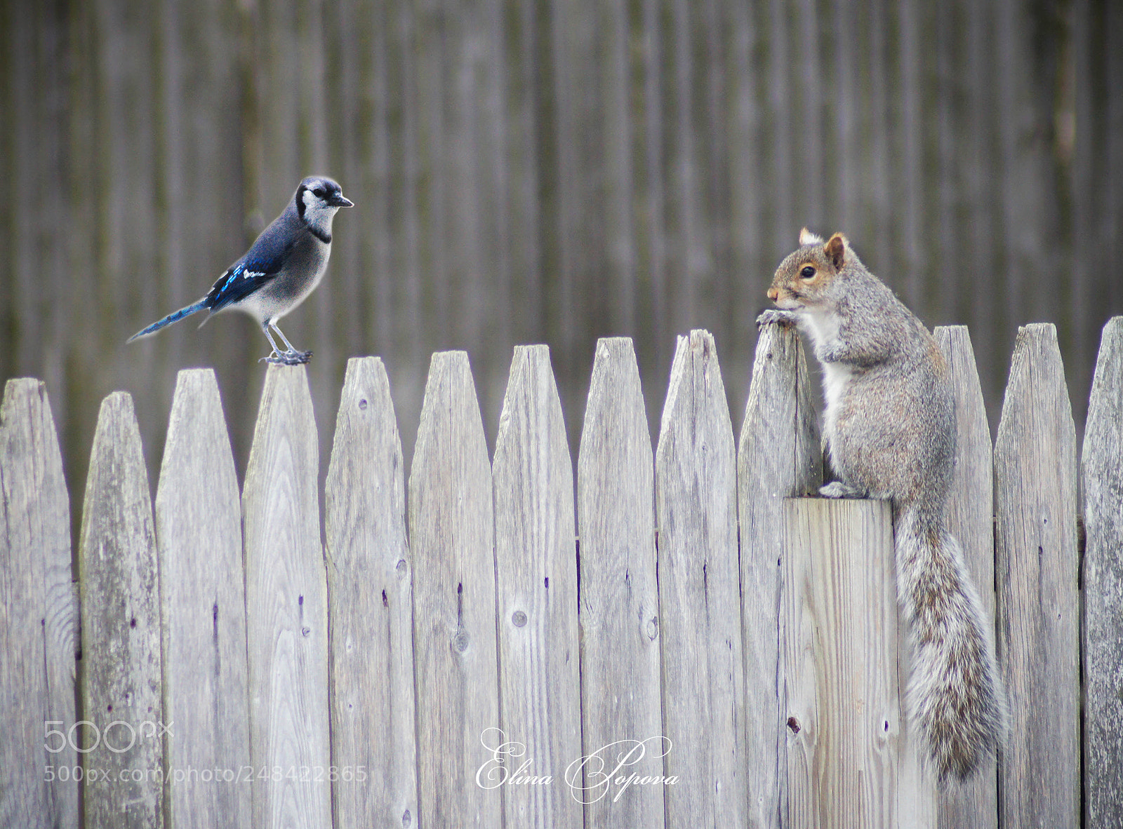 Sony SLT-A55 (SLT-A55V) sample photo. Conversation photography