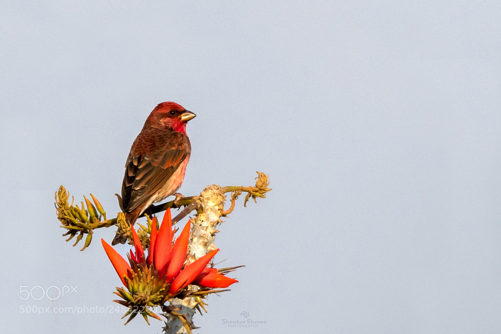Canon EOS 7D Mark II sample photo. Common rosefinch photography