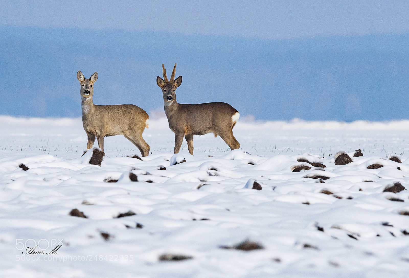 Nikon D7200 sample photo. Winter story photography