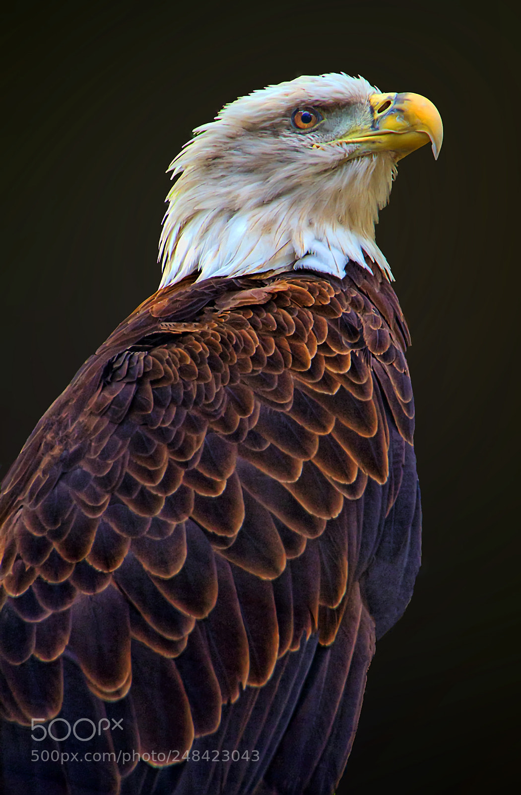 Canon EOS 7D sample photo. American bald eagle photography