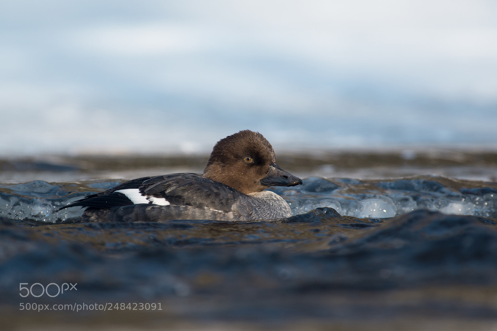 Pentax K-3 sample photo. Female common goldeneye photography