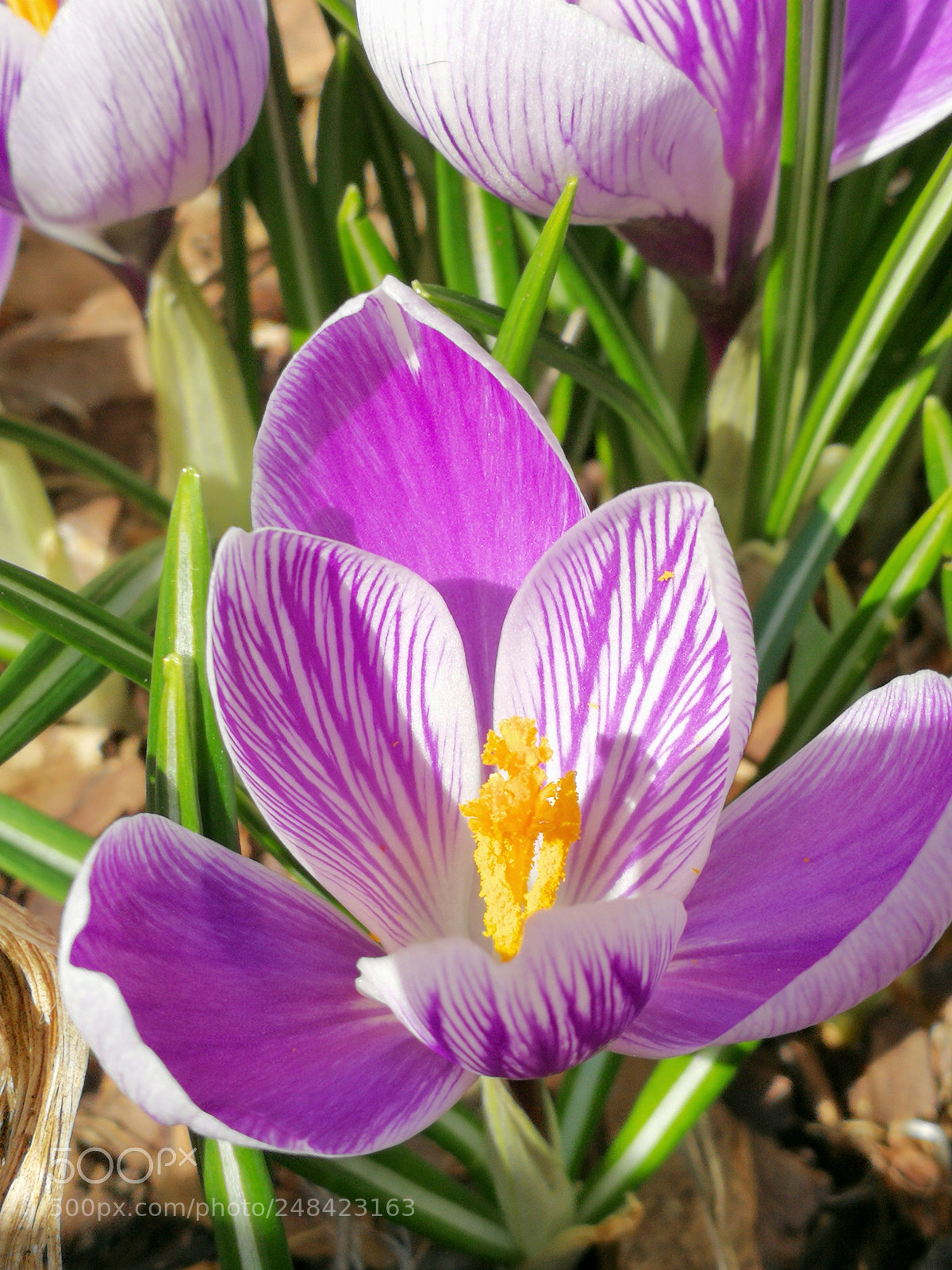 HUAWEI P10 sample photo. Crocus + sun photography