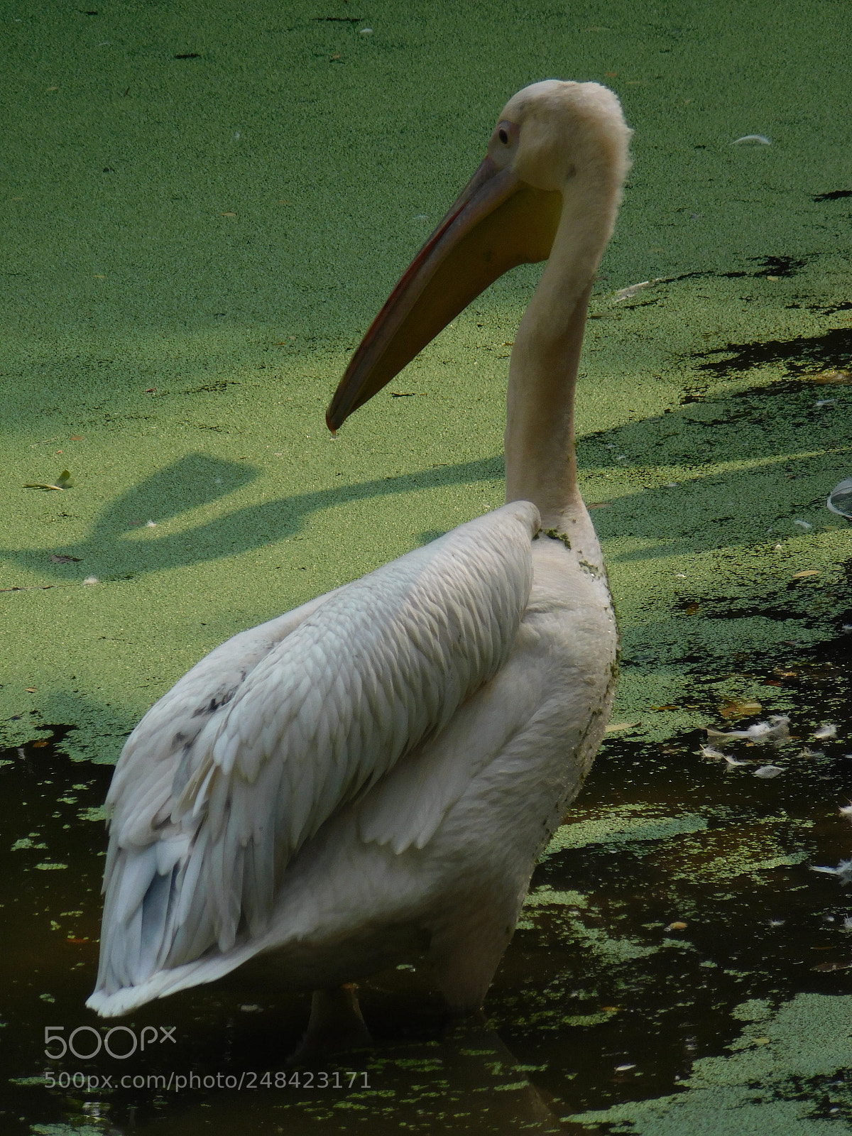 Nikon Coolpix B500 sample photo. Pelican photography
