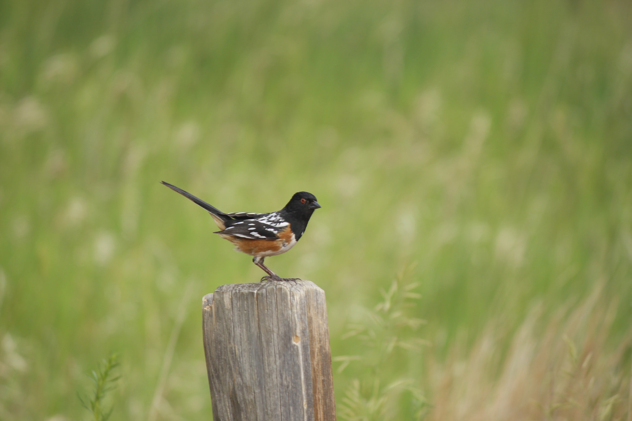 Canon EF-S 55-250mm F4-5.6 IS sample photo. Mg photography