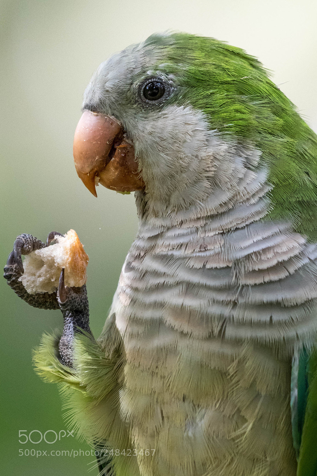 Nikon D500 sample photo. Birdie num num photography