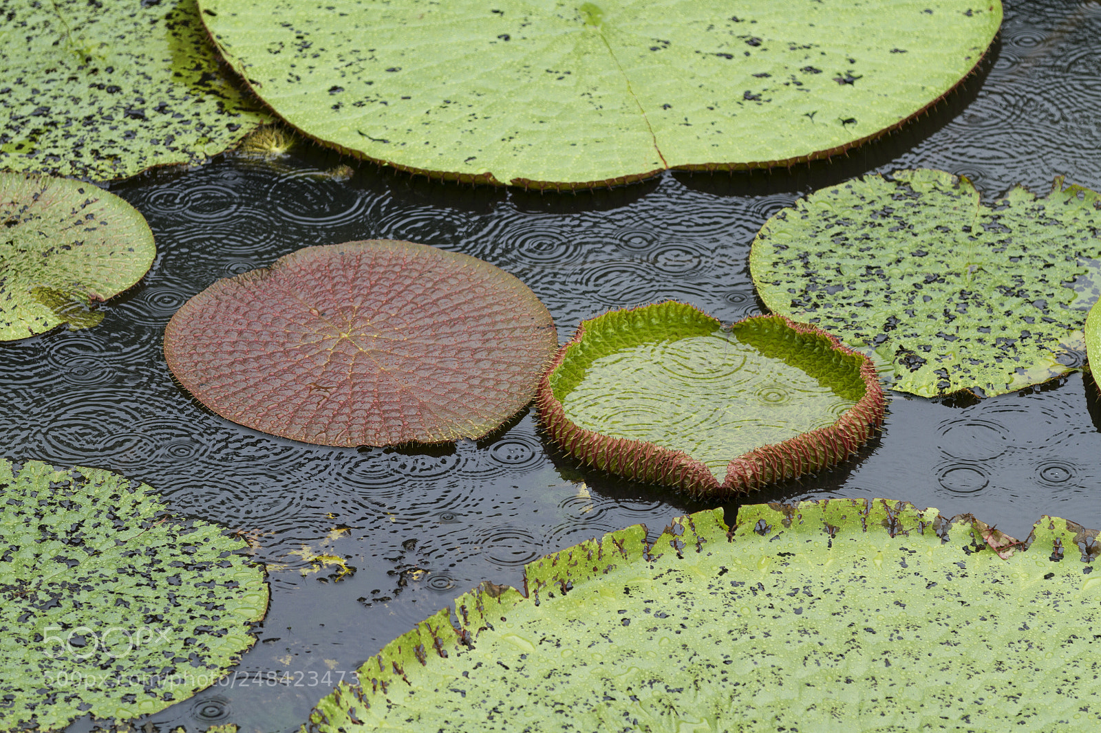 Canon EOS 7D sample photo. Vitoria regia in manaus photography