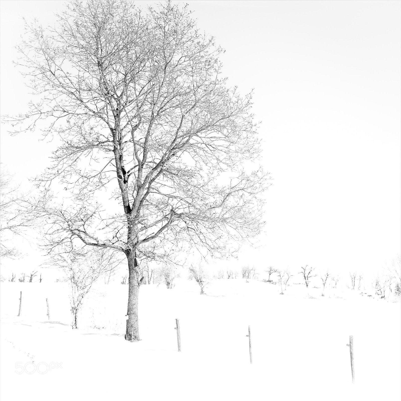 Sony a7R III sample photo. White world photography