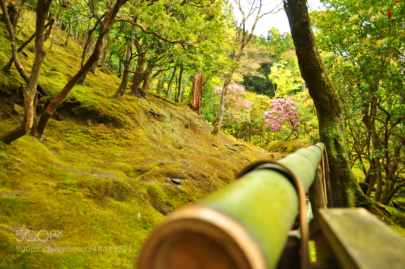 Nikon D5000 sample photo. Green garden photography