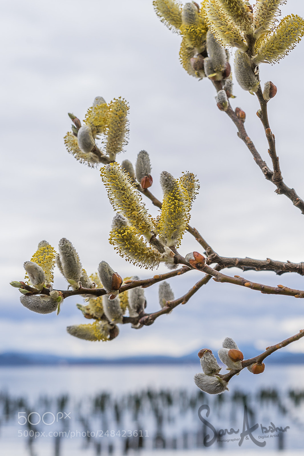 Sony a7 sample photo. Spring is in the photography