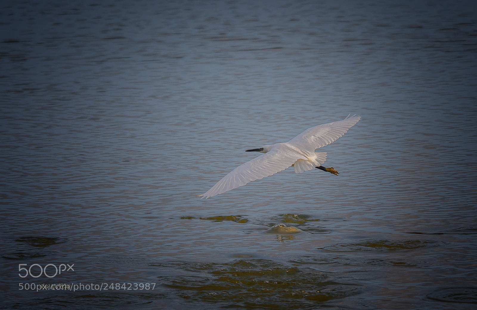 Nikon D90 sample photo. Vuelo photography