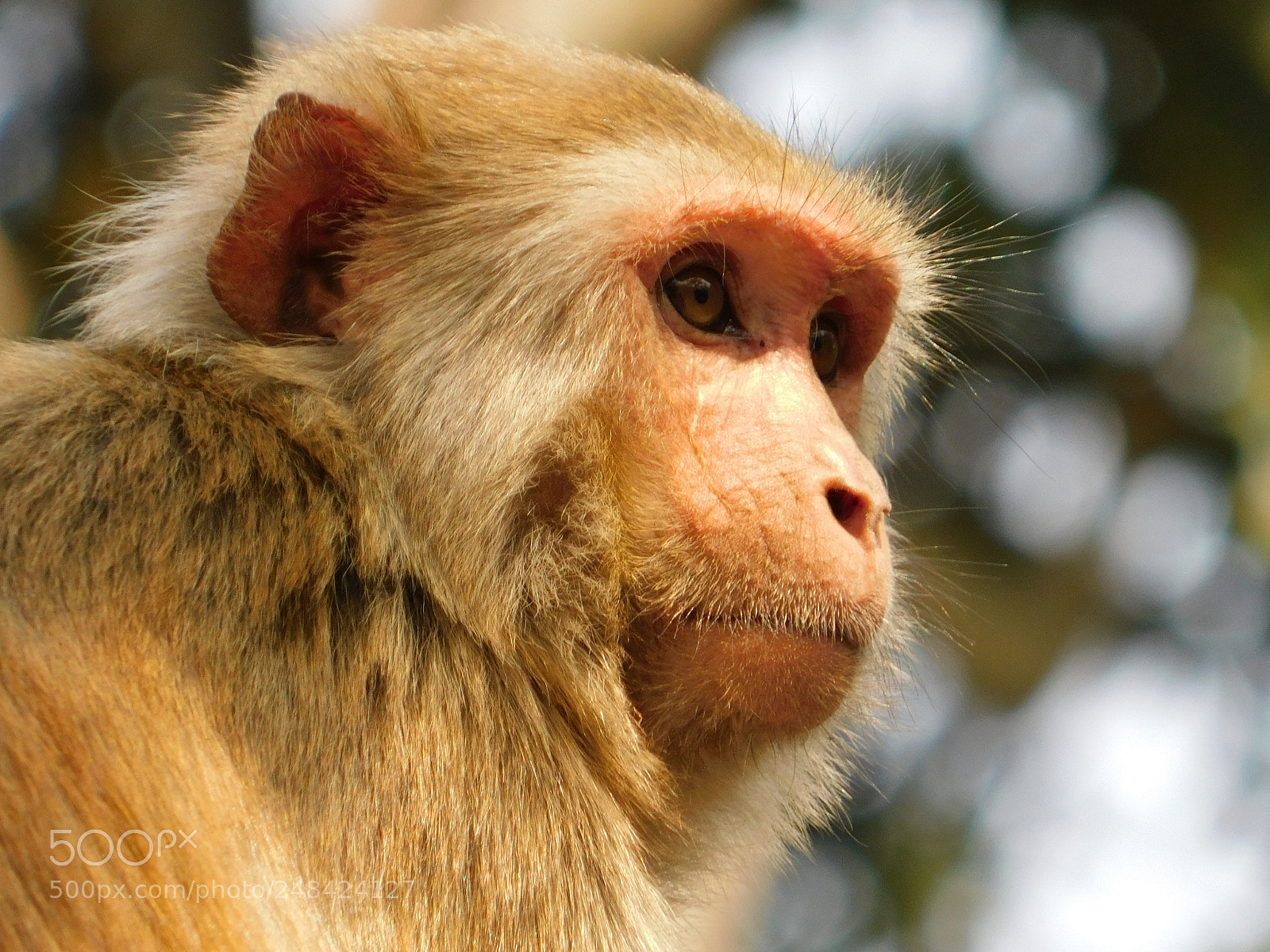 Nikon Coolpix B500 sample photo. Nepali assamese monkey photography