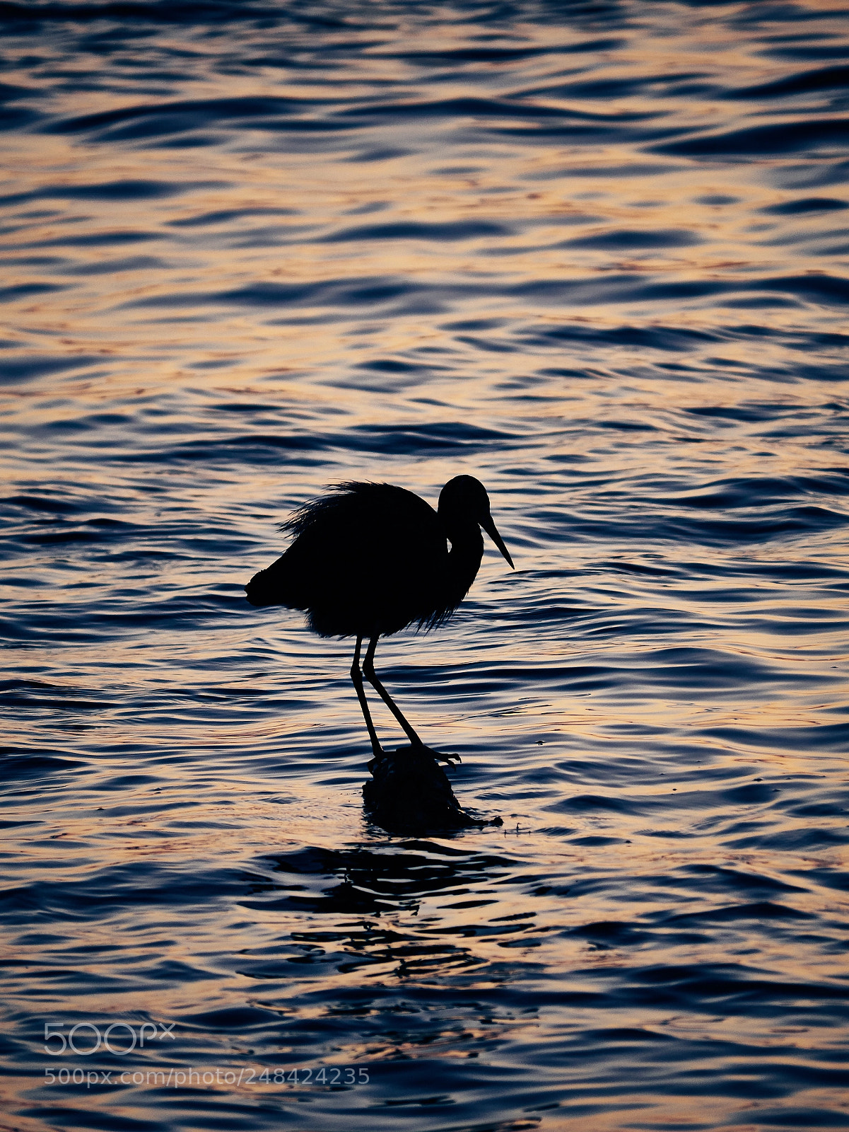 Panasonic Lumix DMC-GX85 (Lumix DMC-GX80 / Lumix DMC-GX7 Mark II) sample photo. Heron silhouette photography