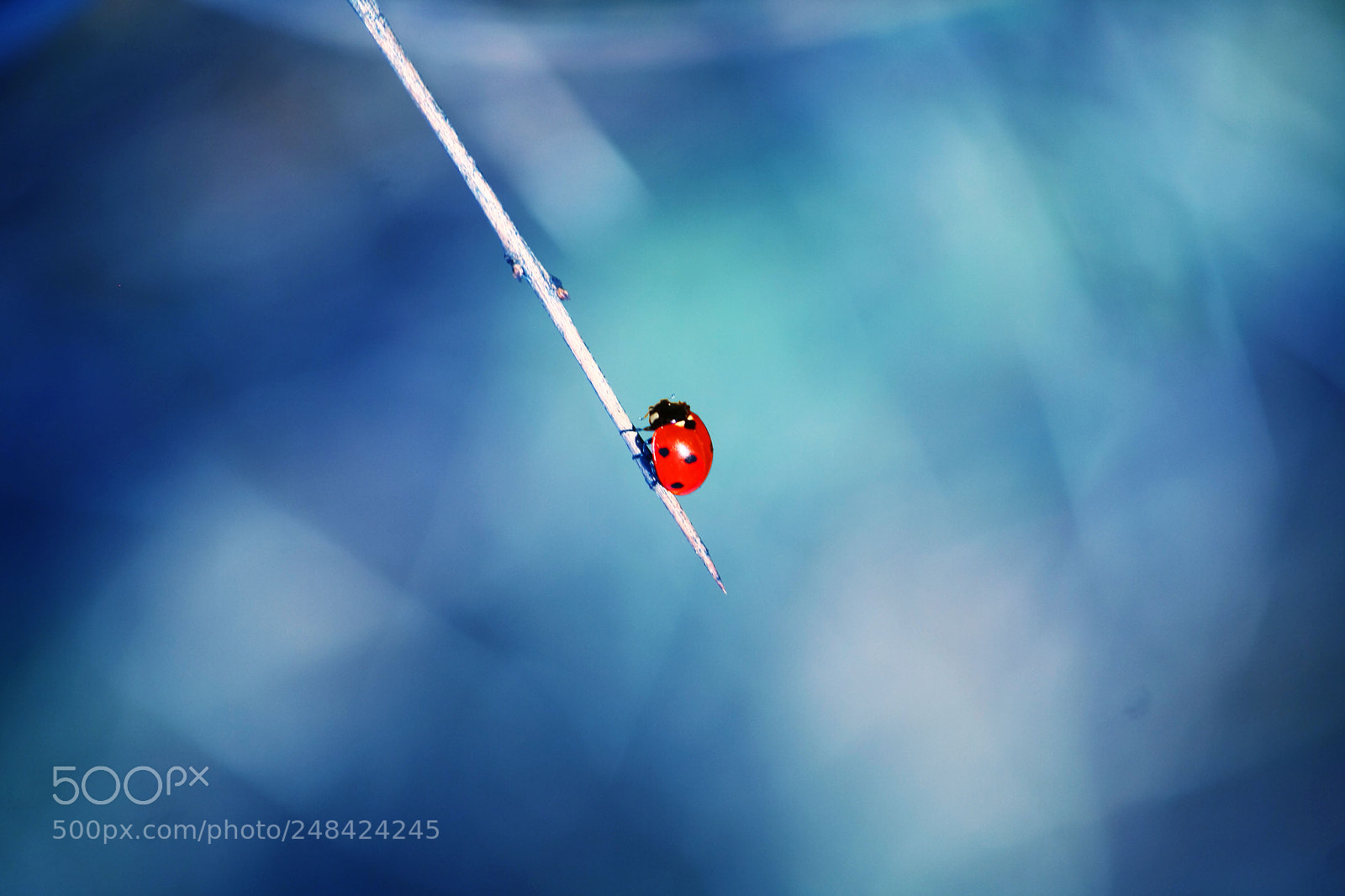 Canon EOS 1000D (EOS Digital Rebel XS / EOS Kiss F) sample photo. Ladybug - u urb photography